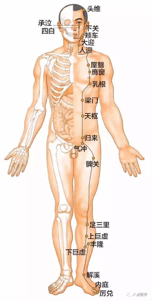 足阳明胃经45个针灸穴位图,高清穴位图解