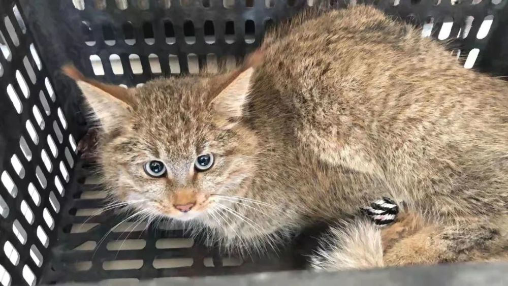 荒漠猫,国家一级重点保护动物,体型比家猫大,尾长,四肢略长,耳端生有