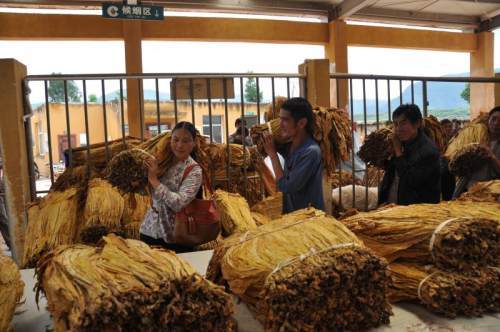 会东青龙山村:黄金叶里溢出"清甜香"