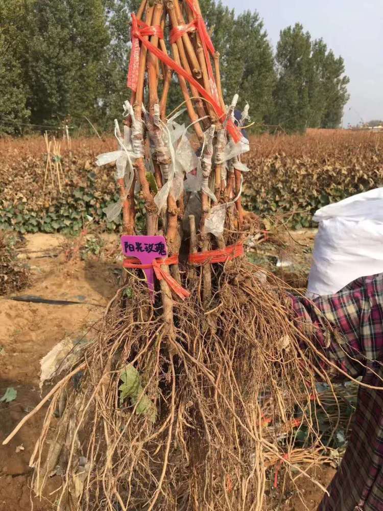 嫁接阳光玫瑰葡萄苗对于水分的要求