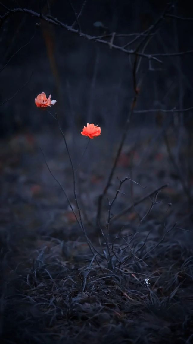 壁纸|冷酷个性的暗色系壁纸