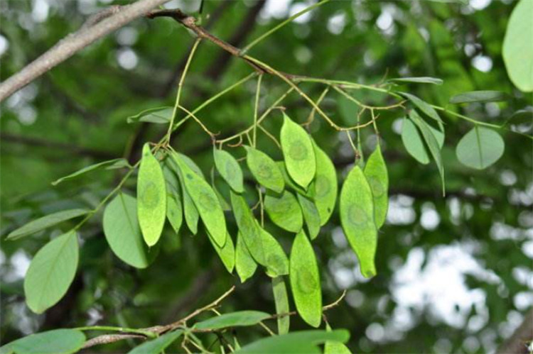 同是被称为檀木的树木质细密有香味在农村却当锄头柄用