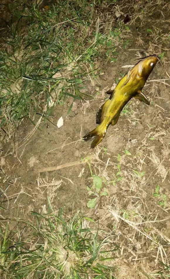 钓嘎鱼的小经验