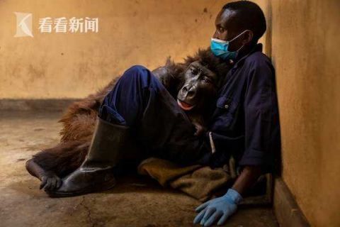 大猩猩排行_世界上最会自拍的大猩猩去世了,年仅14岁,背后的经历令人心碎...