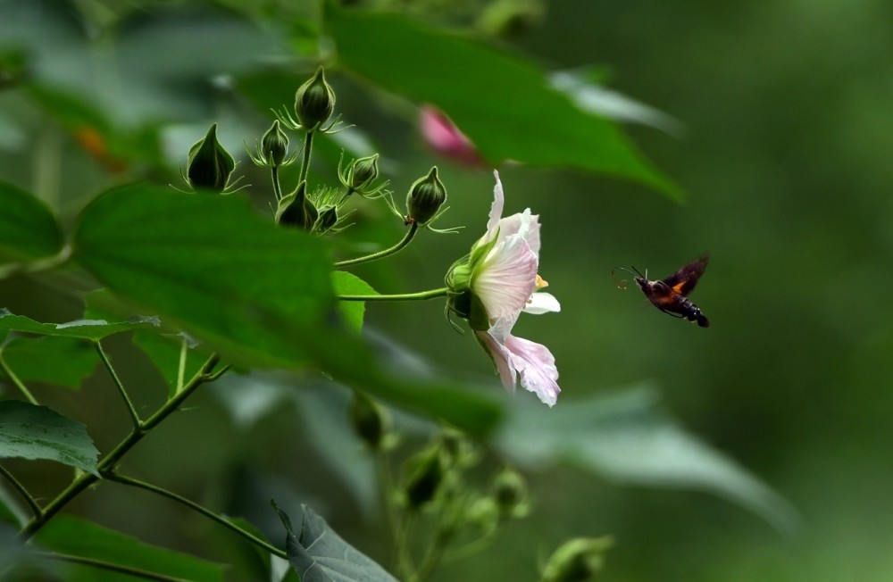 湖湘自然历丨满树温柔小粉红 一日三醉 腾讯新闻