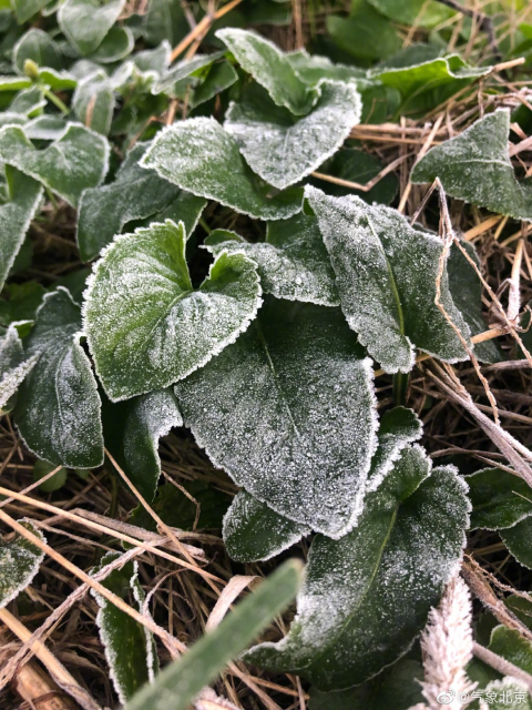 2021年初霜来了北京密云今晨最低气温仅15