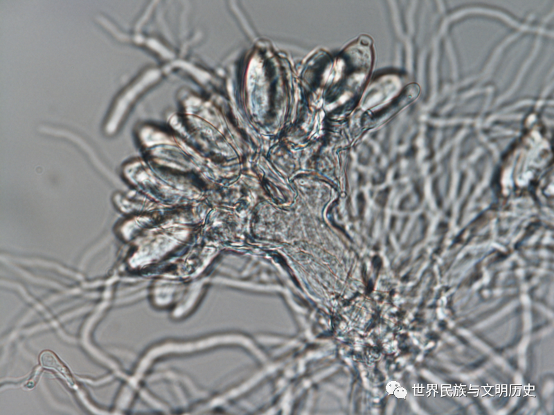 地球生物全系列真菌界篇真菌界芽枝霉门