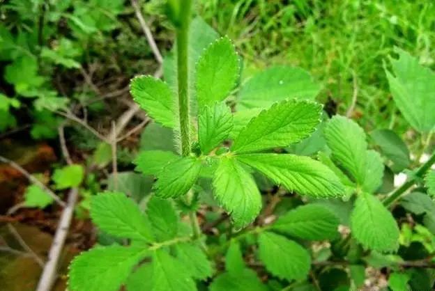 仙鹤草世上最理想的一味抗癌中药