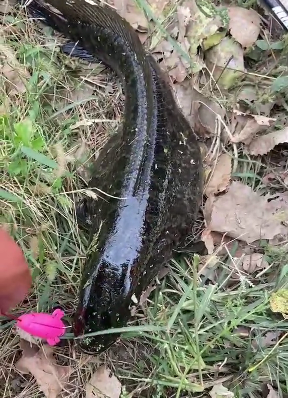 这鱼吃不得?广州钓友钓了条大黑鱼,钓友:越看越奇怪,赶紧丢了