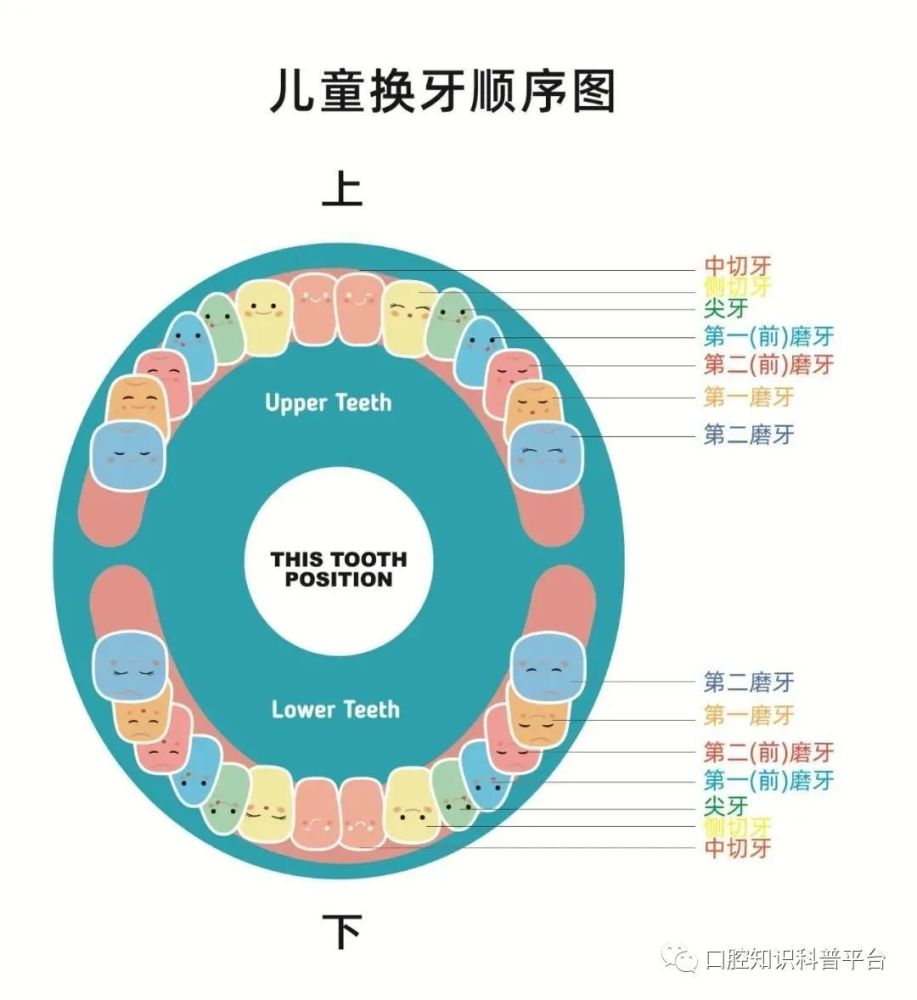 儿童换牙时间表和龋齿预防换牙期家长要了解的小知识