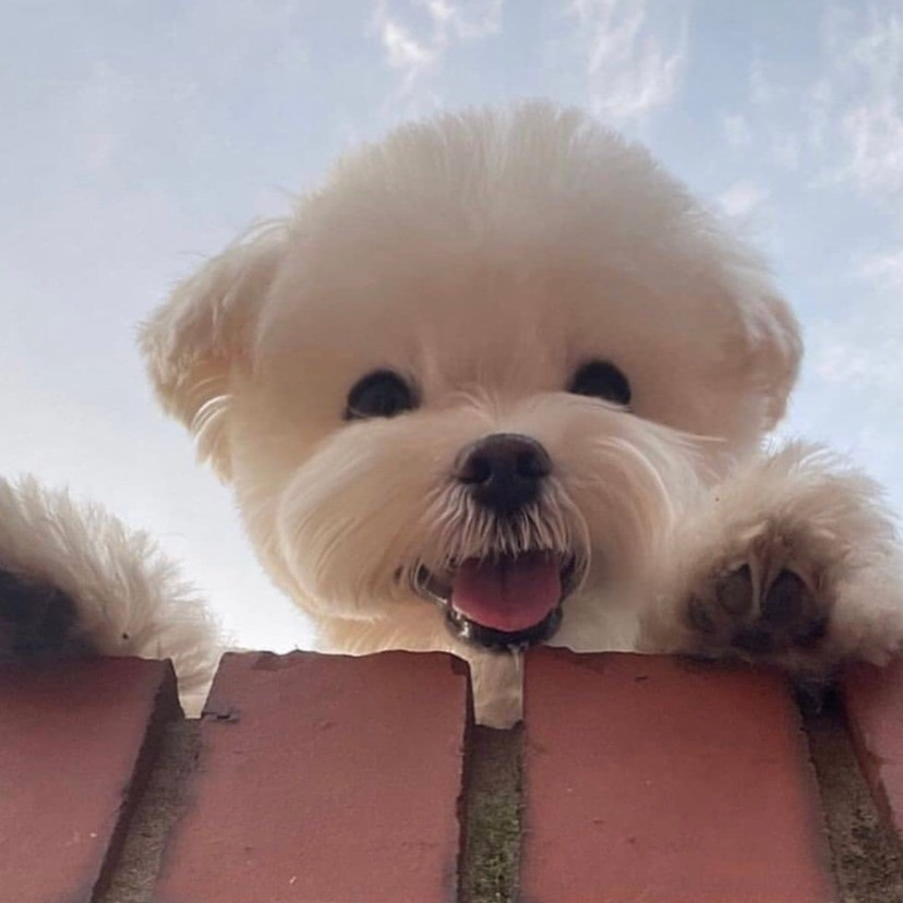 狗狗牌治愈笑容·头像_腾讯新闻