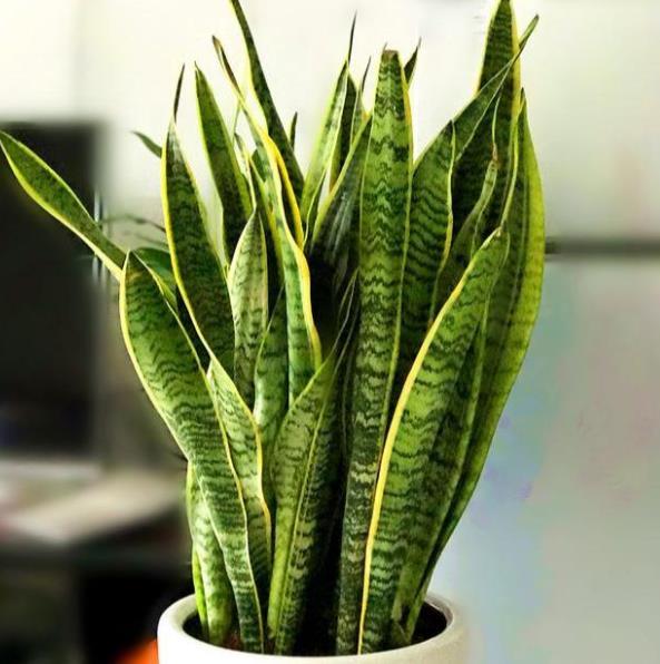 虎尾兰(虎尾兰可以除甲醛吗)