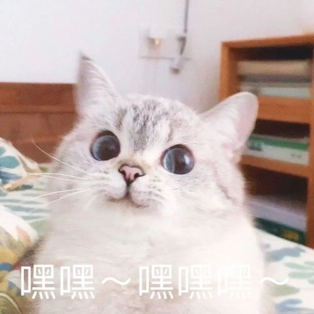 喵星人表情包|有事好好说