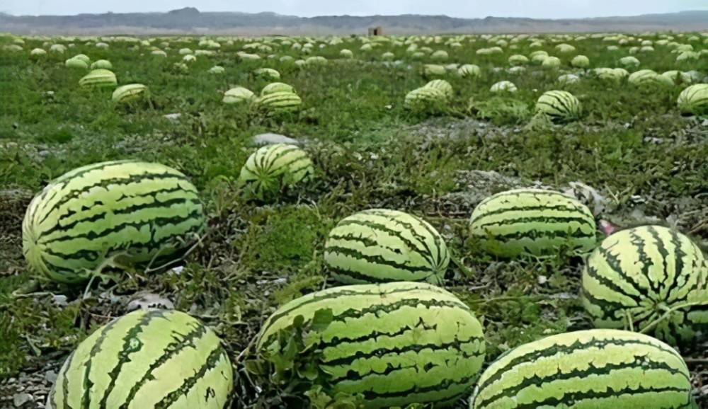 沙漠药西瓜为什么不能吃戈壁西瓜一年一茬被局部禁种危害有多大