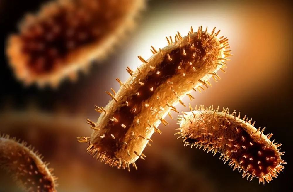 直到1980年才被认为是一个新的菌种,并以日本微生物学家——riichi