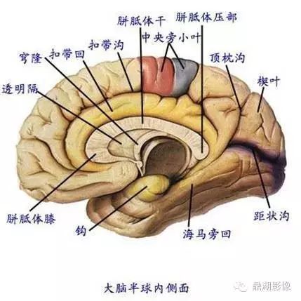 一文带你学透海马解剖_腾讯新闻