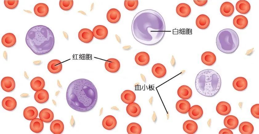 血小板为什么在血液成分中那么小?