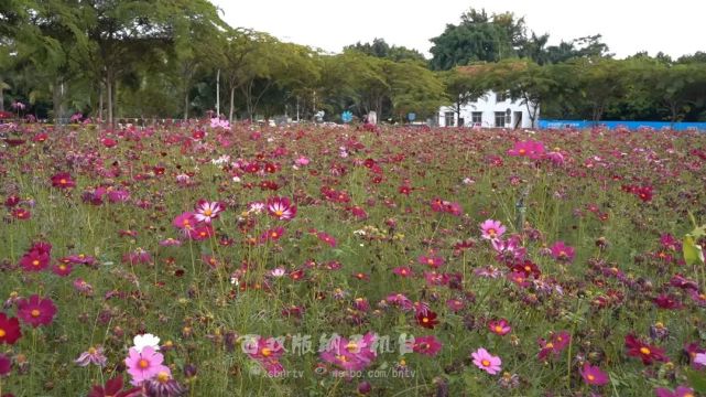 格桑花的种子多少钱