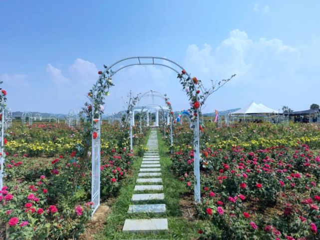 富川神仙湖花海超百亩花卉全面绽放,赶紧邀伴来打卡!