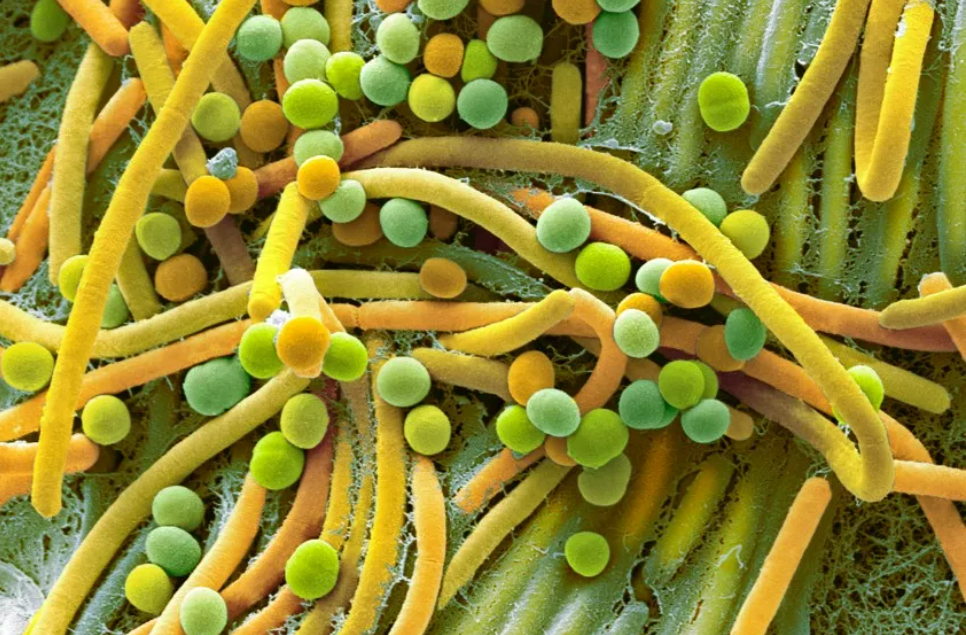 希望or骗局?"粪菌移植治疗自闭症"屡上热搜的内幕