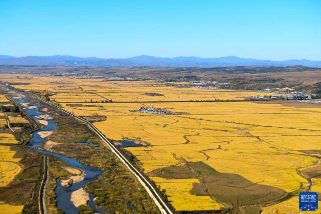 吉林延边海兰江畔稻花香