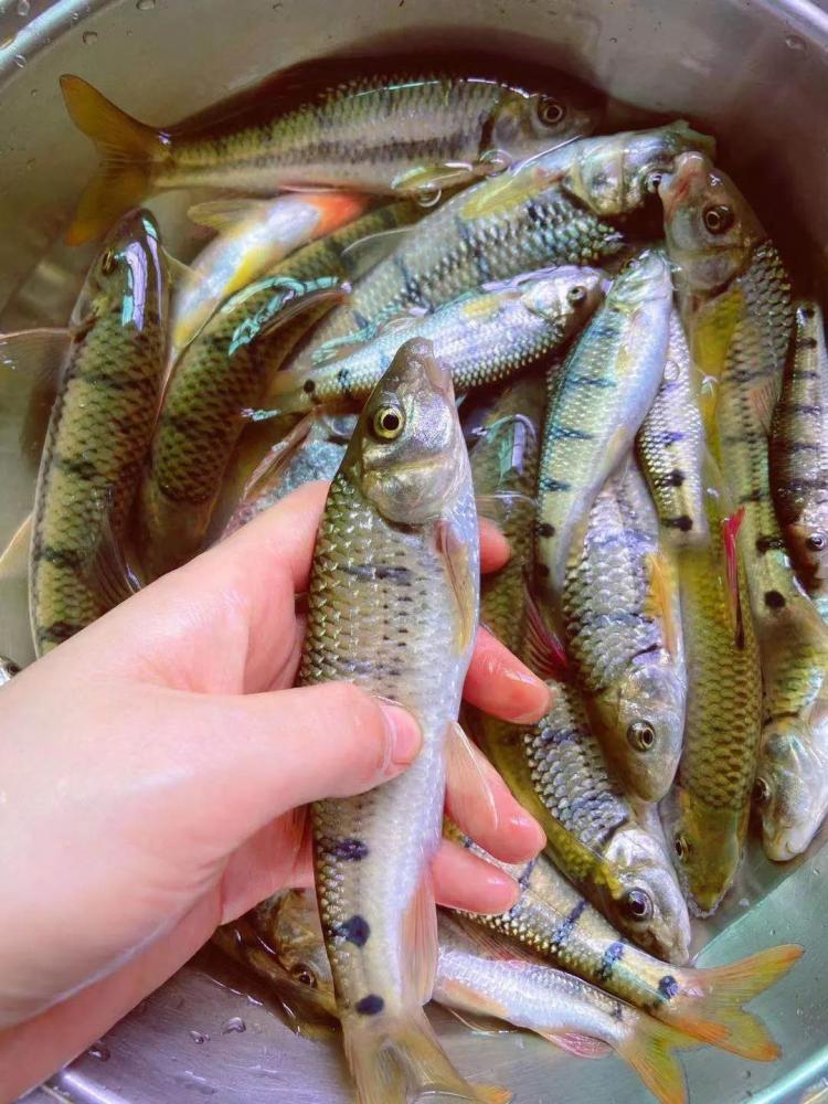 比起几十斤的大青鱼 大鲢鱼 这些溪流精灵才是千岛湖人的最爱 腾讯新闻