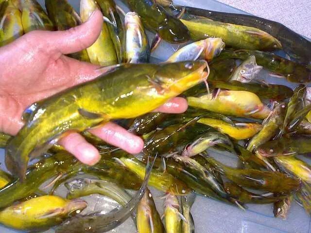 东安男子从深圳回农村养殖黄沙古,收入80万元