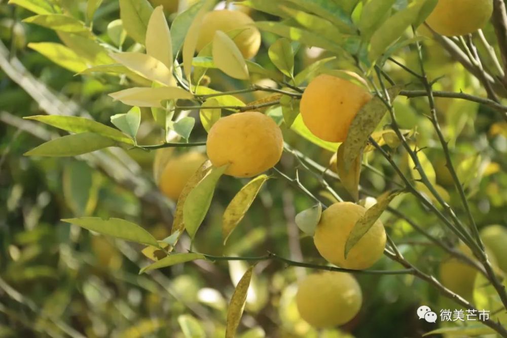 西山乡酸溜溜的黄果种在我家门口想买的看过来