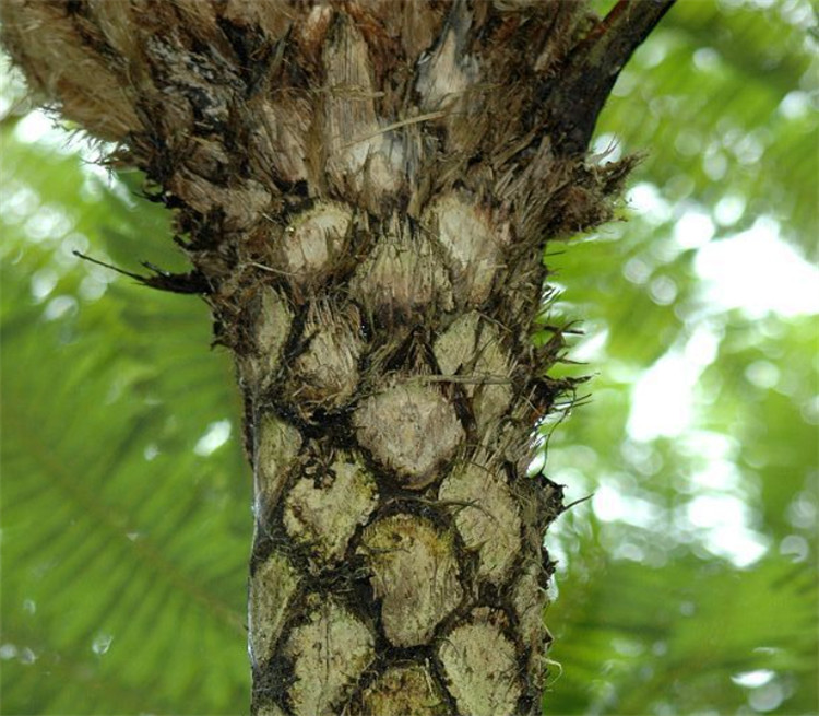 这种蕨树从恐龙时代存活至今是珍贵的活化石蛇目也叫龙骨风