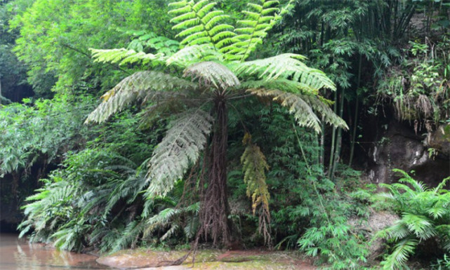 这种蕨树,从恐龙时代存活至今,是珍贵的活化石蛇目,也叫龙骨风_腾讯