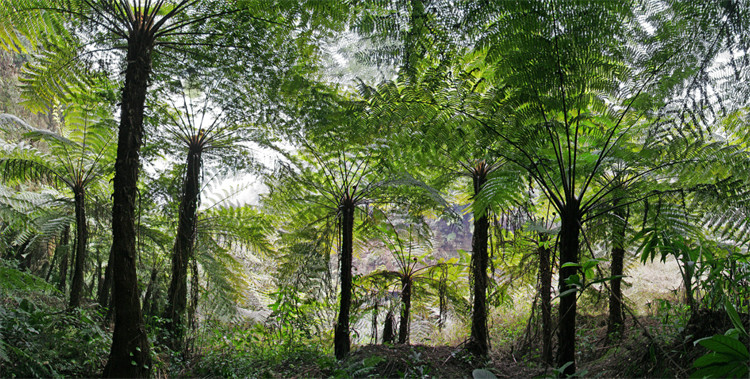 这种蕨树从恐龙时代存活至今是珍贵的活化石蛇目也叫龙骨风