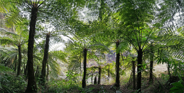 这种蕨树从恐龙时代存活至今是珍贵的活化石蛇目也叫龙骨风