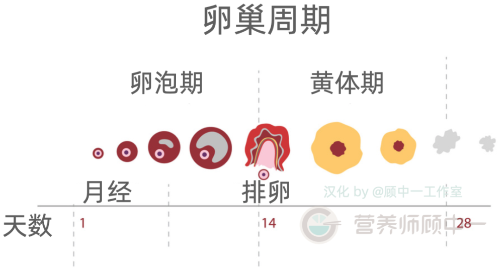 因为月经周期分4个阶段,其中有一个阶段是卵泡期,是卵子发育成熟的