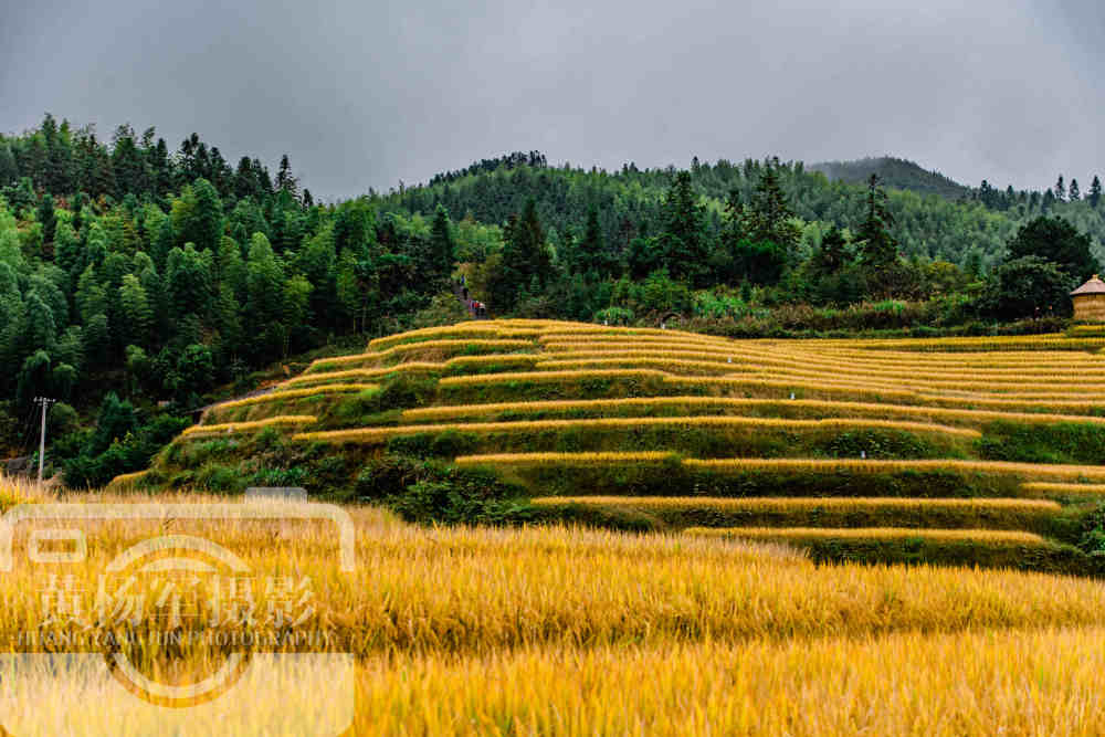 江西最偏远的山区小县,常住人口仅有177831人,金色梯田壮观迷人