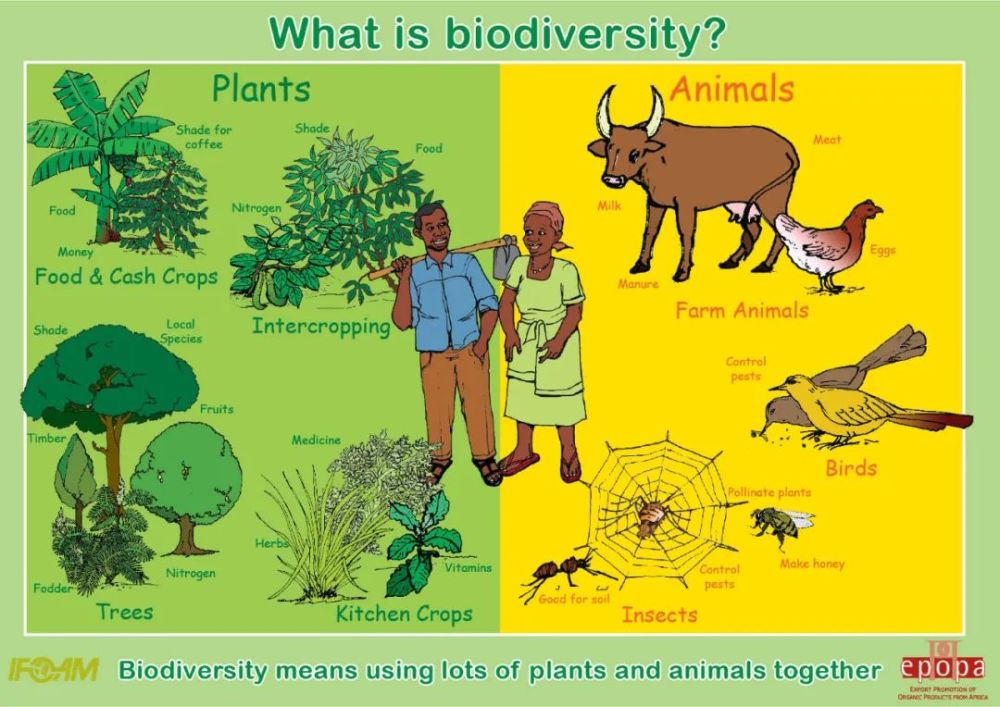 性遗传多样性生物多样性具有三个基本要素:生物多样性包括微生物,植物