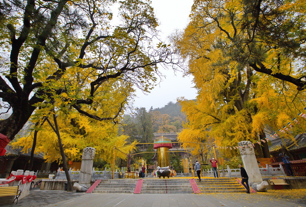 北京千年古寺潭柘寺，古树参天环境清幽，很多人不认识“柘”字600604二纺机