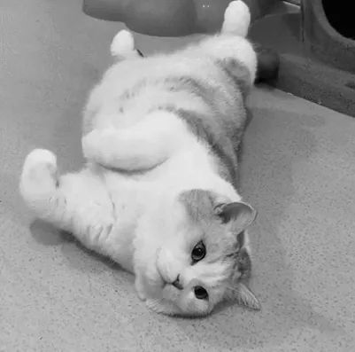 我给猫头套上臭屁蛋直播 就是玩玩 没想到猫会死 猫咪 铲屎君 流浪猫 铲屎官