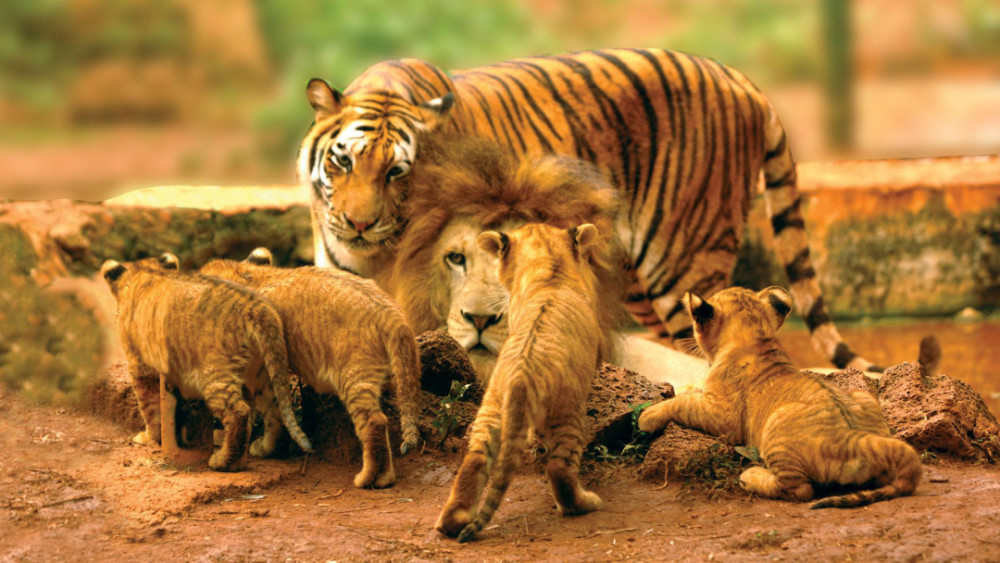 野生动物也会杂交繁殖出的后代有多惨动物杂交是否该被禁止