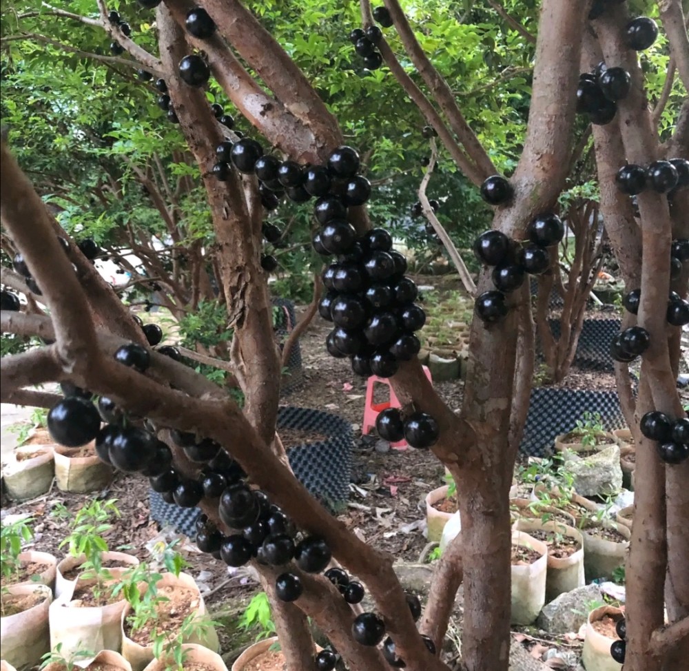 树葡萄的籽能不能吃 树葡萄果市场价格多少一斤