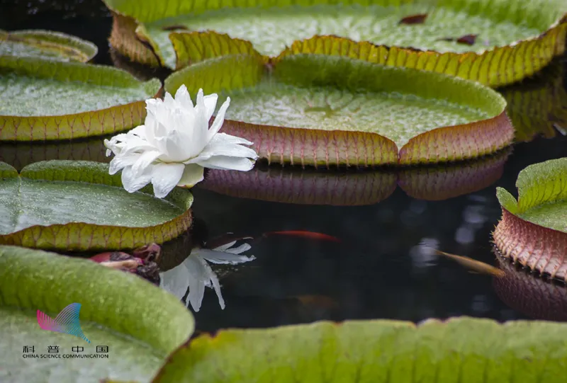 叶子上能站人 花可变换三种颜色 这种 神奇 植物其实并不神秘 全网搜