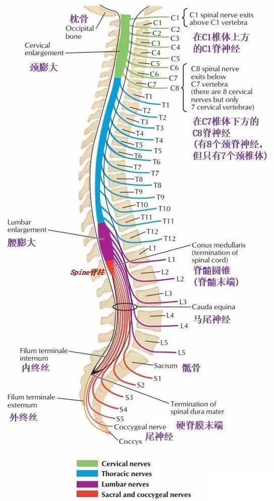 腰椎间盘突出症出现这一症状,就需尽快手术了!