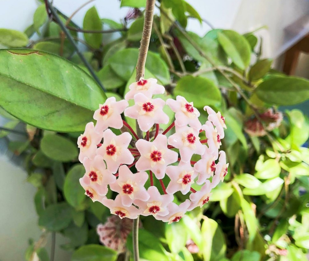 由心叶球兰变种而来,叶子椭圆形,肥厚翠绿,既可观叶,又可观花,品种