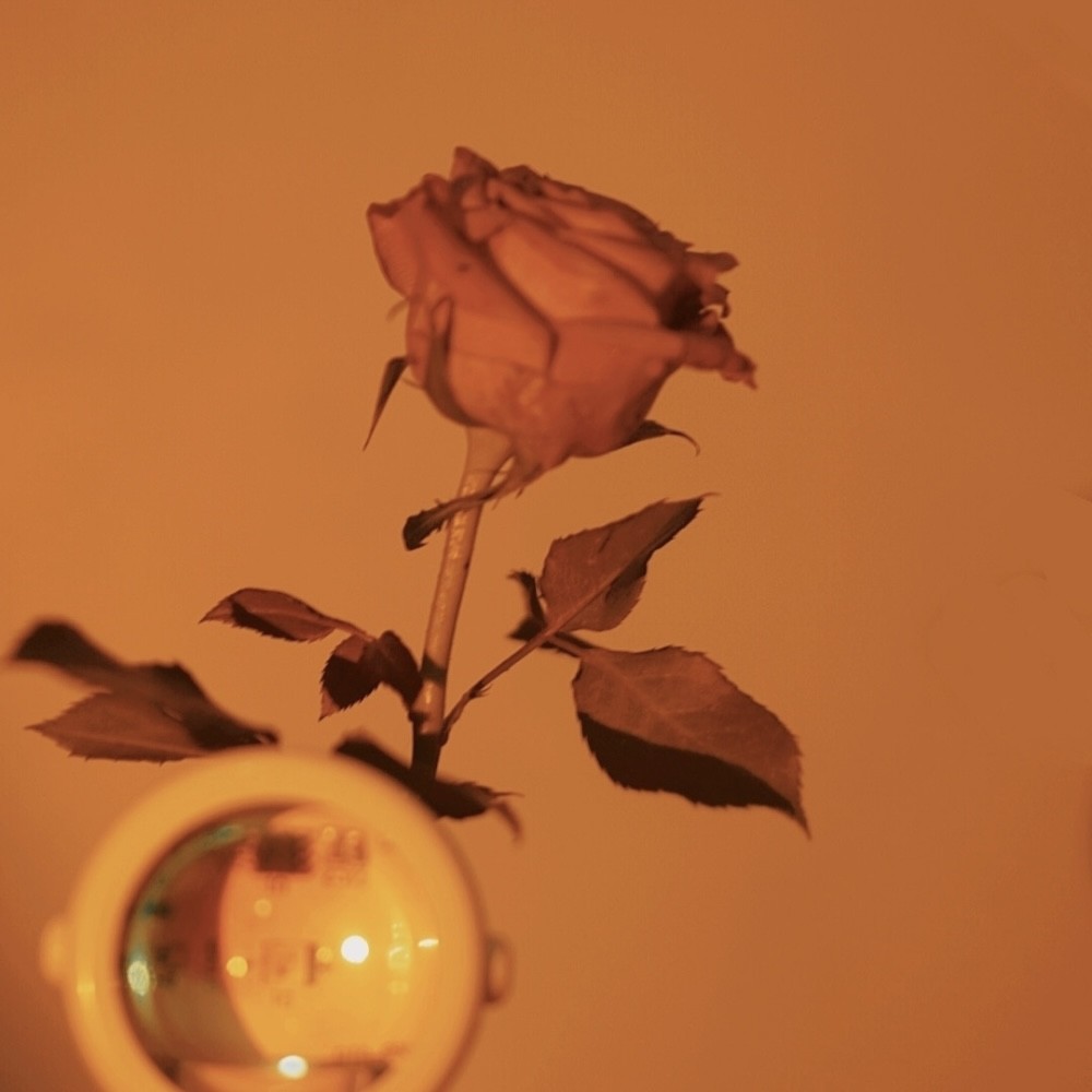 "浪漫背景:上帝创造了玫瑰,世间有了浪漫主义者"