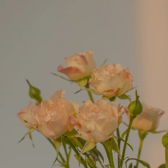 "浪漫背景:上帝创造了玫瑰,世间有了浪漫主义者"