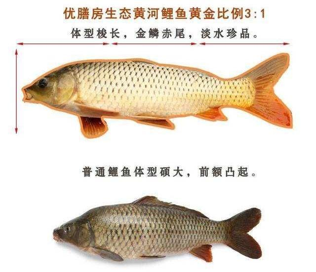 黃河鯉肌肉中的蛋白質含量普遍會高於其他的鯉魚種類,而且脂肪含量更