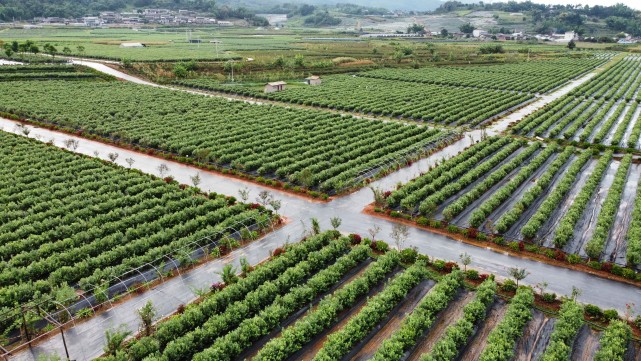 县文井镇者吉村的云南梁氏高原蓝莓产业发展有限公司的蓝莓种植基地