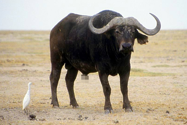 10个牛9个富尤其是以下4月出生的大金牛下半年大展宏图