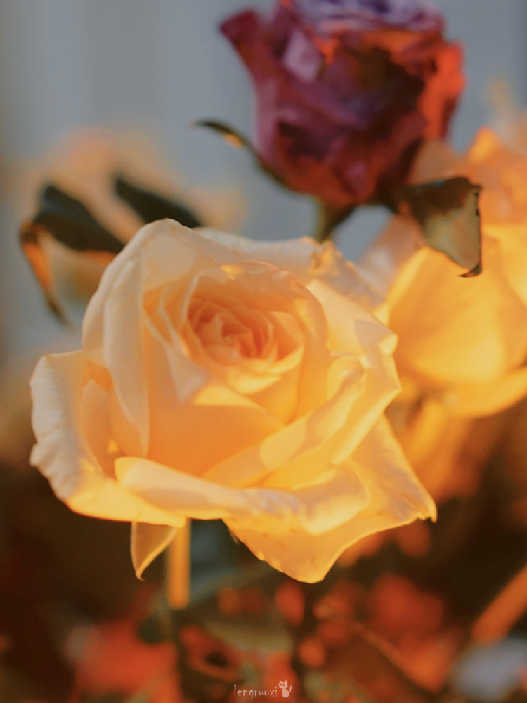 背景图|上帝创造了玫瑰,从此有了浪漫主义者_腾讯新闻