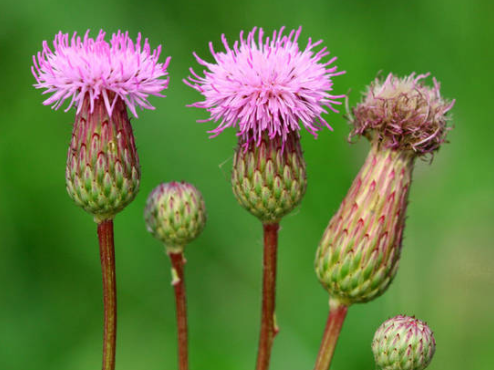 中,我们经常可以看到头挺紫色小球的野生植物,有人叫它马刺草,鸡丁草