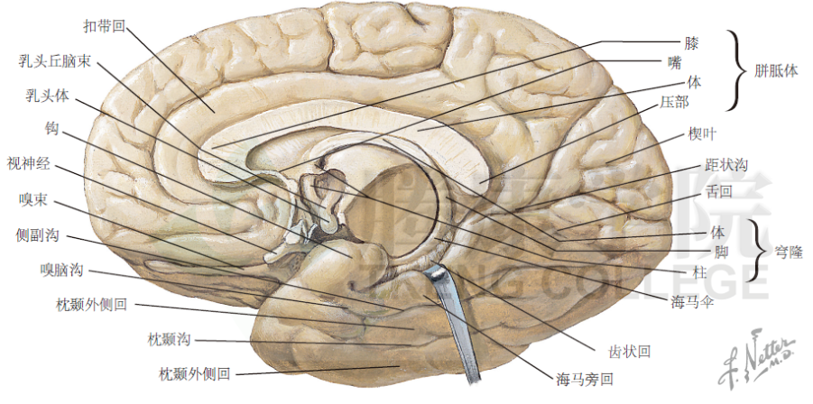 以及海馬旁皮質,齒狀回和海馬傘,氣鉤(嗅區)等顳葉結構